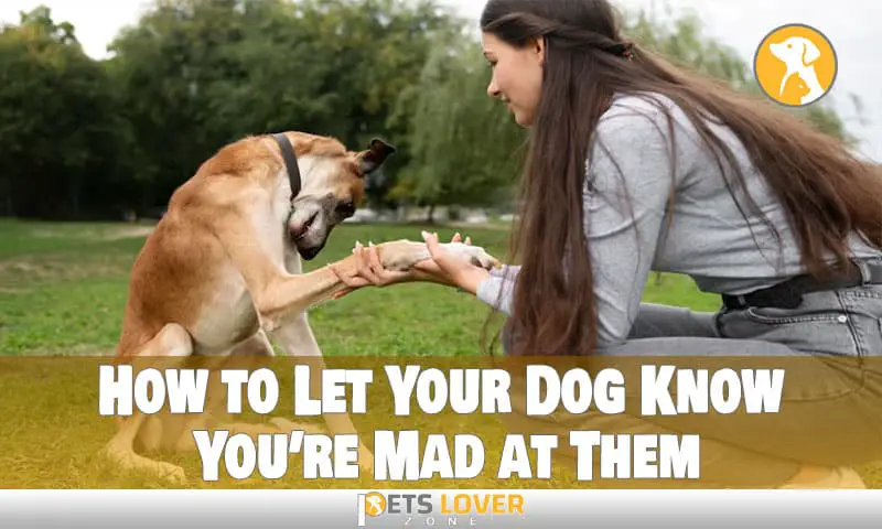 Effective Ways to How to Let Your Dog Know You’Re Mad at Them