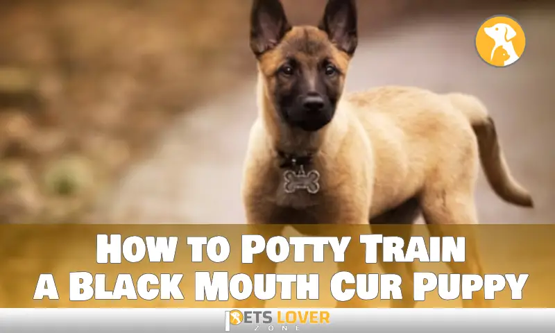 How to Potty Train a Black Mouth Cur Puppy