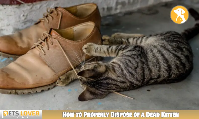 How to Properly Dispose of a Dead Kitten