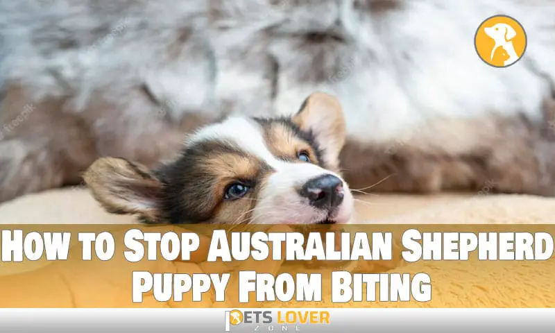 How to Stop Australian Shepherd Puppy From Biting