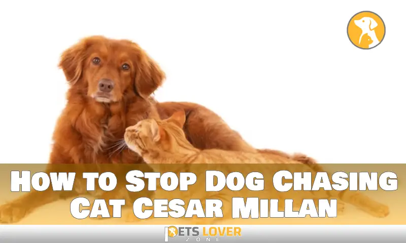 How to Stop Dog Chasing Cat Cesar Millan