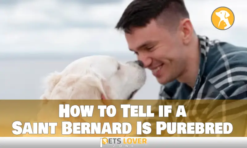 How to Tell if a Saint Bernard Is Purebred