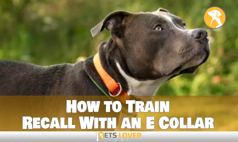 How to Train Recall With an E Collar