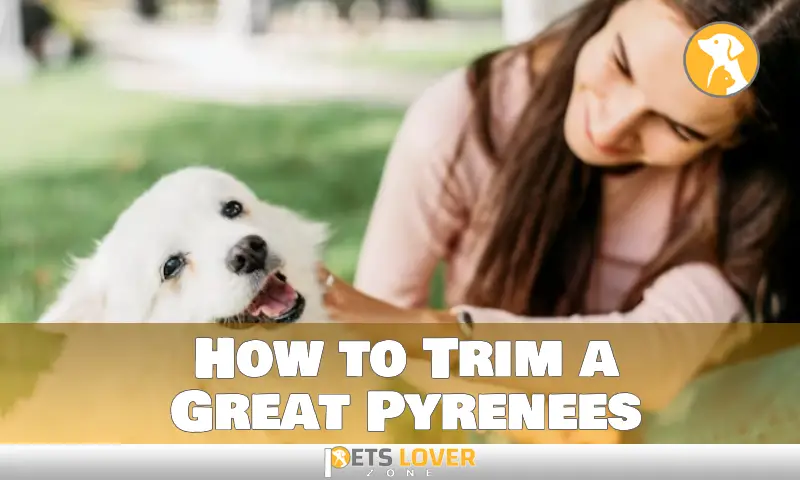 How to Trim a Great Pyrenees