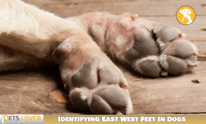 Identifying East West Feet In Dogs