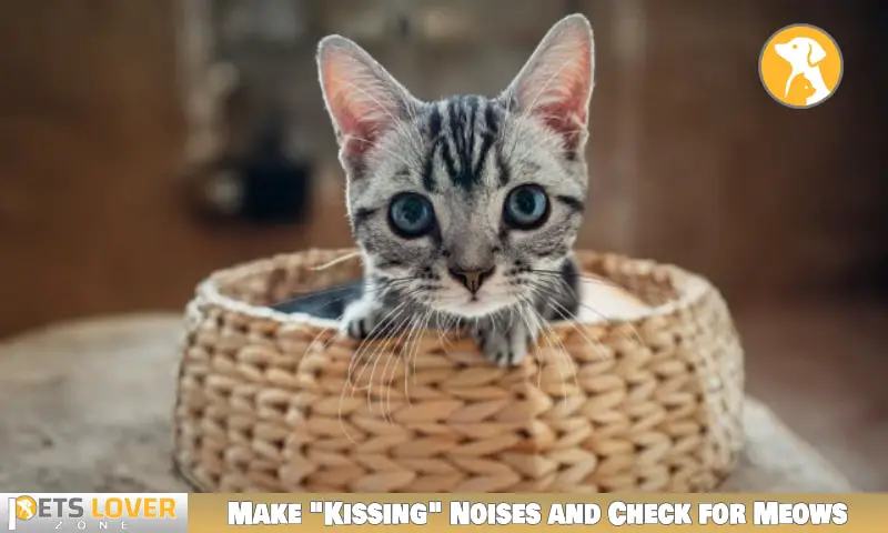 Make "Kissing" Noises and Check for Meows