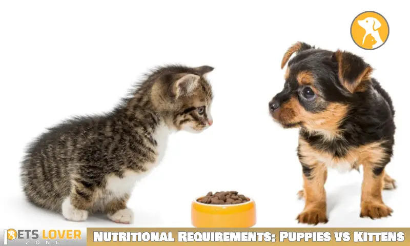 Nutritional Requirements: Puppies vs Kittens