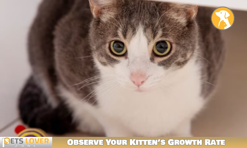 Observe Your Kitten’s Growth Rate