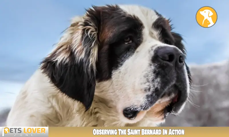 Observing The Saint Bernard In Action