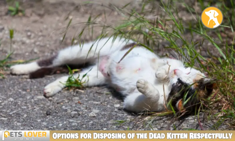 Options for Disposing of the Dead Kitten Respectfully