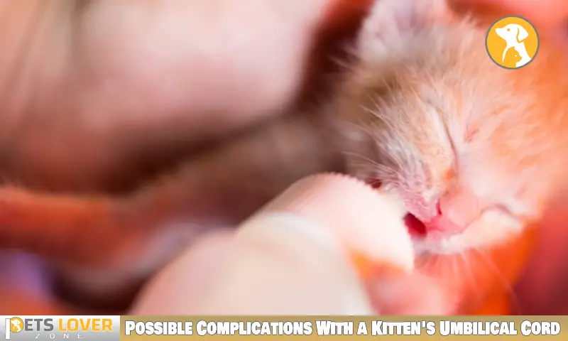Possible Complications With a Kitten's Umbilical Cord
