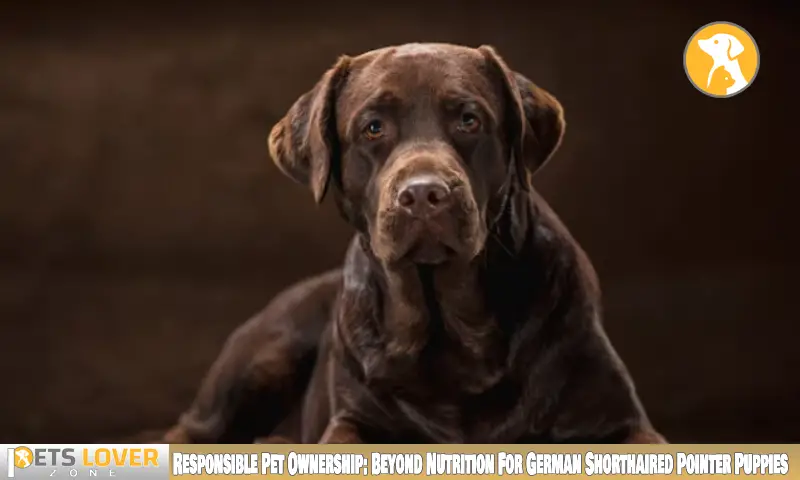 Responsible Pet Ownership: Beyond Nutrition For German Shorthaired Pointer Puppies