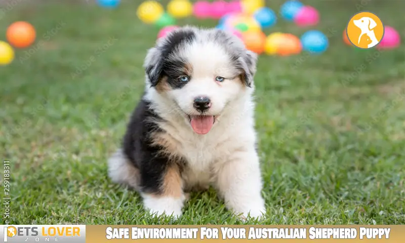 Safe Environment For Your Australian Shepherd Puppy