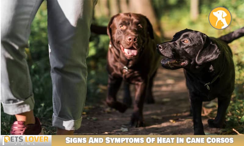 Signs And Symptoms Of Heat In Cane Corsos