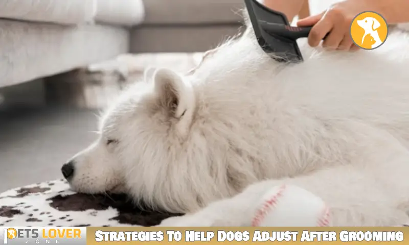 Strategies To Help Dogs Adjust After Grooming
