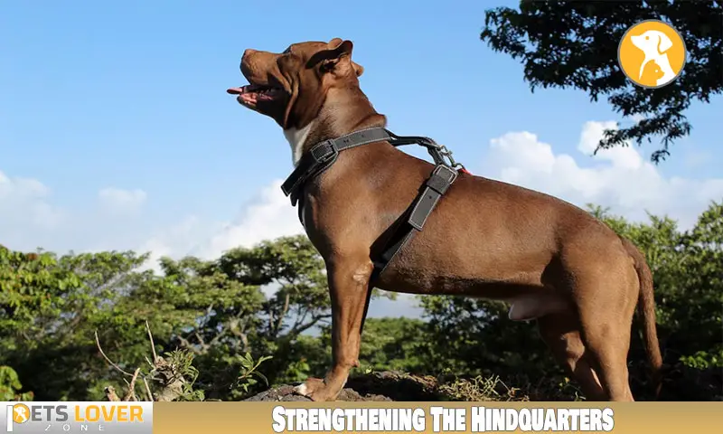 Strengthening The Hindquarters
