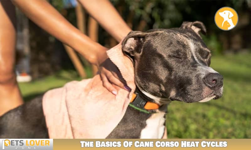 The Basics Of Cane Corso Heat Cycles