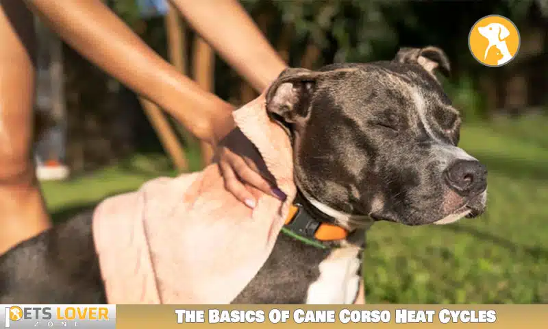The Basics Of Cane Corso Heat Cycles