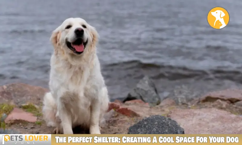 The Perfect Shelter: Creating A Cool Space For Your Dog