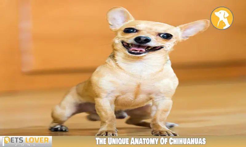 The Unique Anatomy Of Chihuahuas