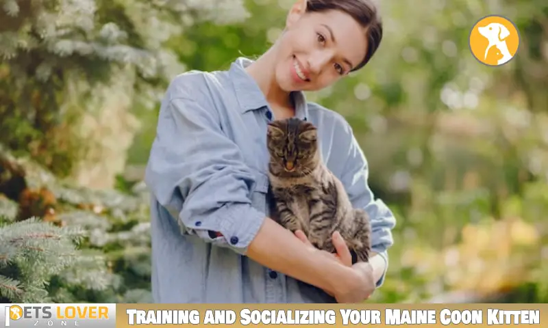 Training and Socializing Your Maine Coon Kitten