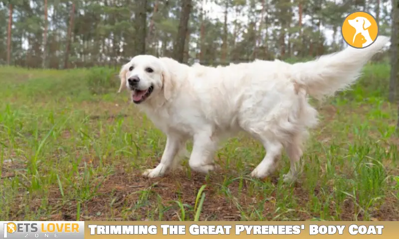 Trimming The Great Pyrenees' Body Coat