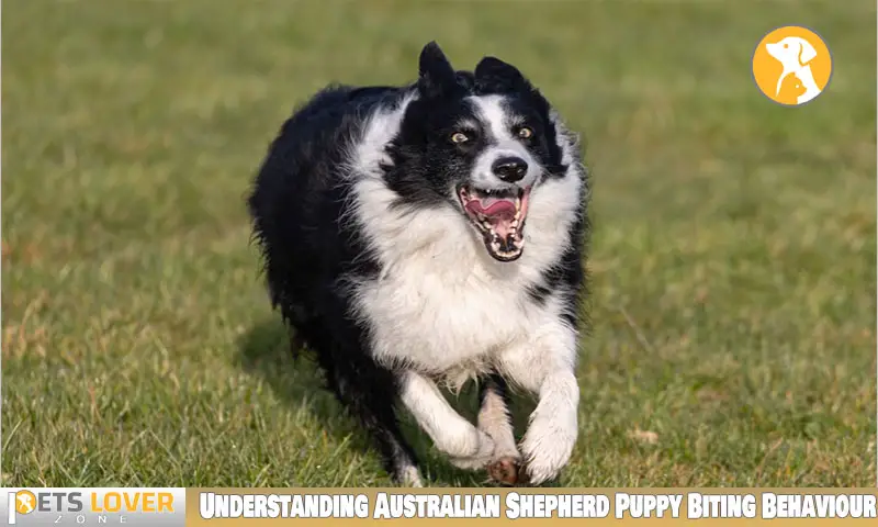 Understanding Australian Shepherd Puppy Biting Behaviour