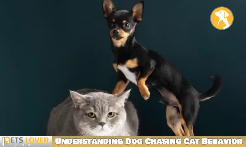Understanding Dog Chasing Cat Behavior