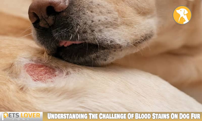 Understanding The Challenge Of Blood Stains On Dog Fur