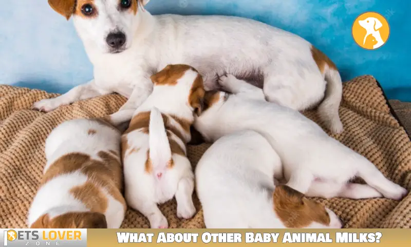 What About Other Baby Animal Milks?