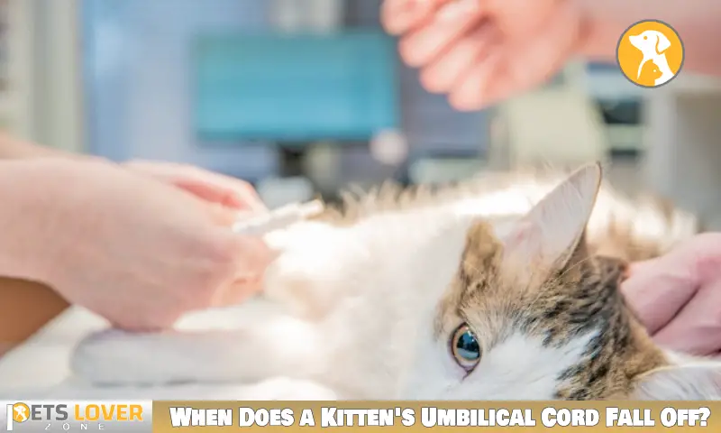 When Does a Kitten's Umbilical Cord Fall Off?