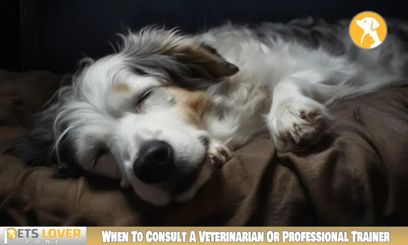 When To Consult A Veterinarian Or Professional Trainer