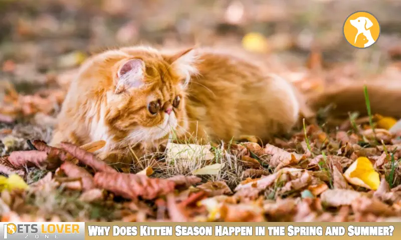 Why Does Kitten Season Happen in the Spring and Summer?