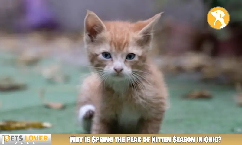 Why Is Spring the Peak of Kitten Season in Ohio?