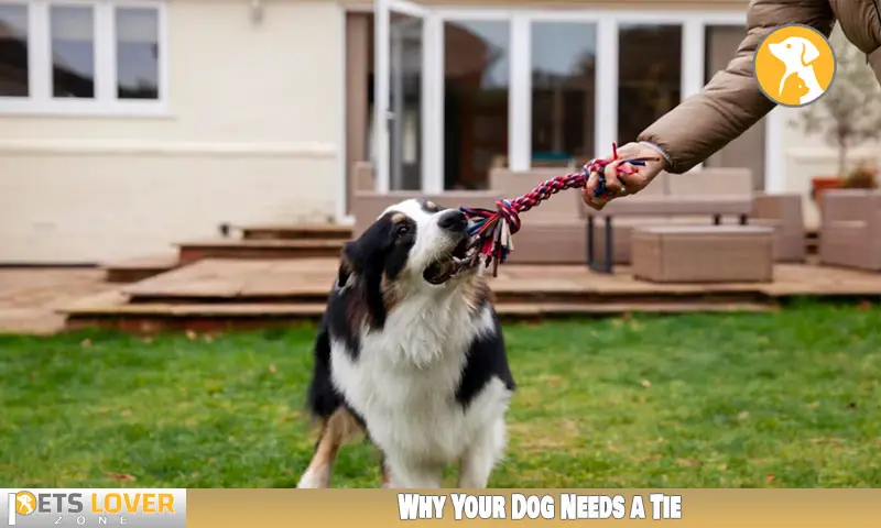 Why Your Dog Needs a Tie