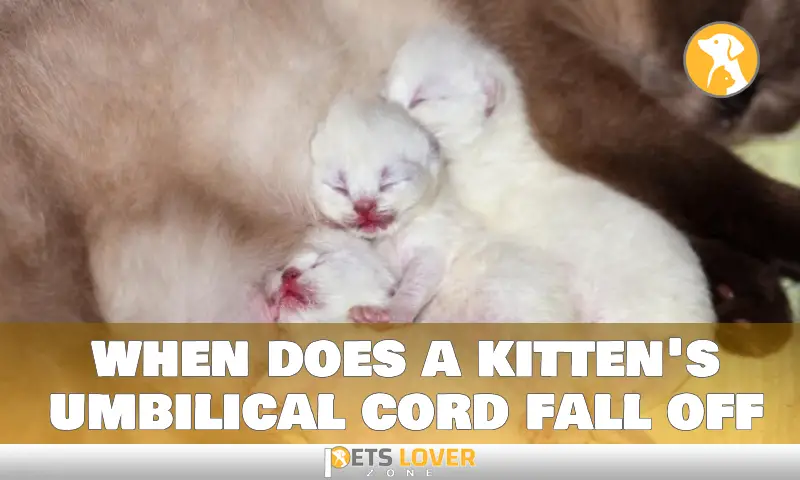 when does a kitten's umbilical cord fall off