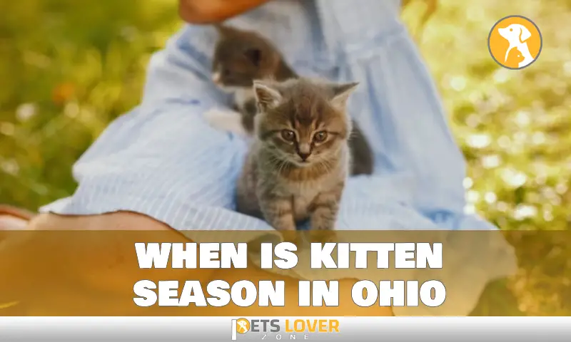 when is kitten season in ohio