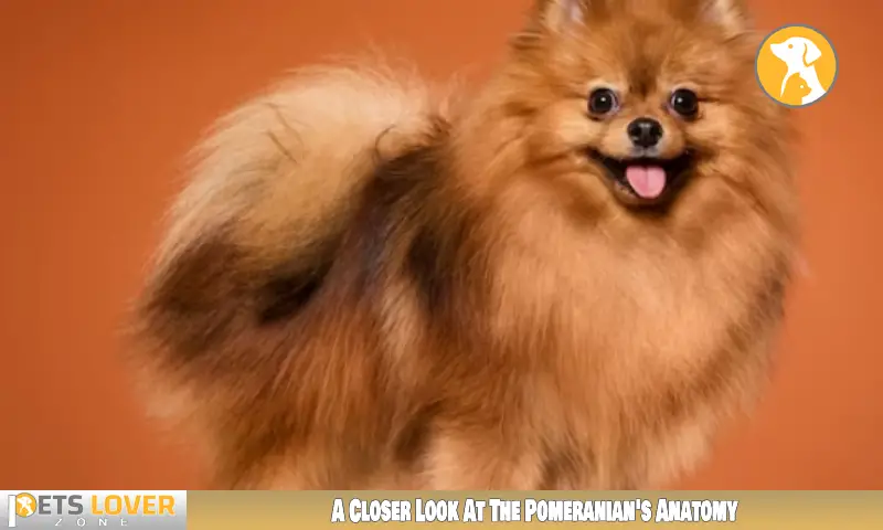 A Closer Look At The Pomeranian's Anatomy