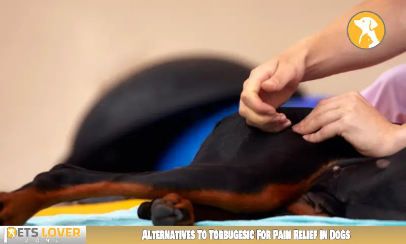 Alternatives To Torbugesic For Pain Relief In Dogs