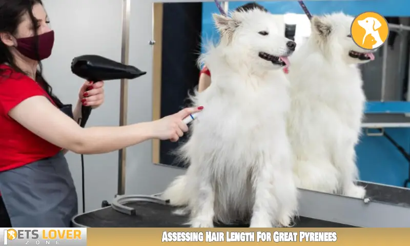 Assessing Hair Length For Great Pyrenees
