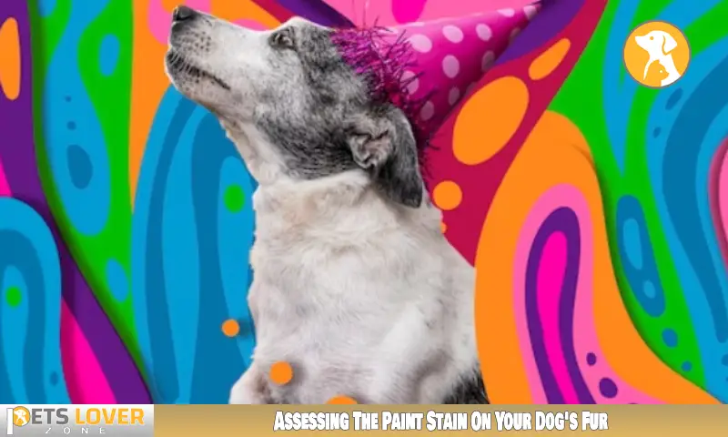 Assessing The Paint Stain On Your Dog's Fur
