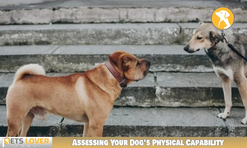 Assessing Your Dog's Physical Capability