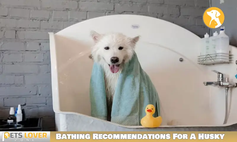 Bathing Recommendations For A Husky