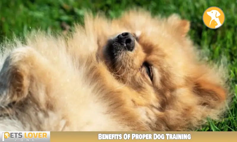 Benefits Of Proper Dog Training