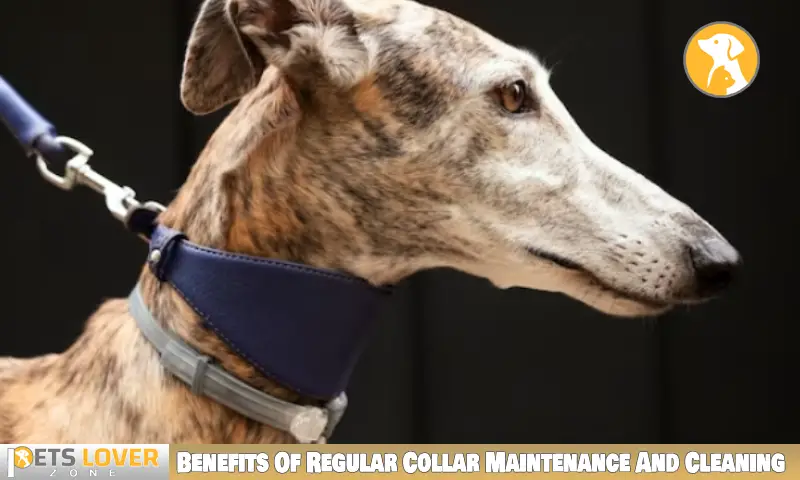 Benefits Of Regular Collar Maintenance And Cleaning