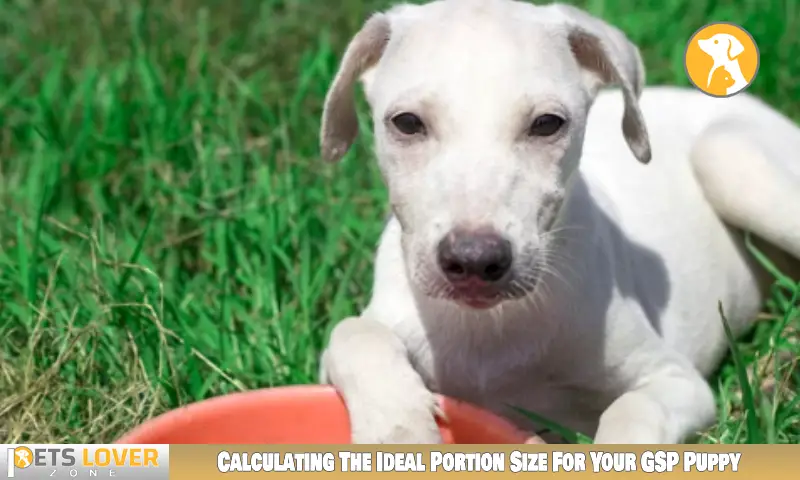 Calculating The Ideal Portion Size For Your GSP Puppy