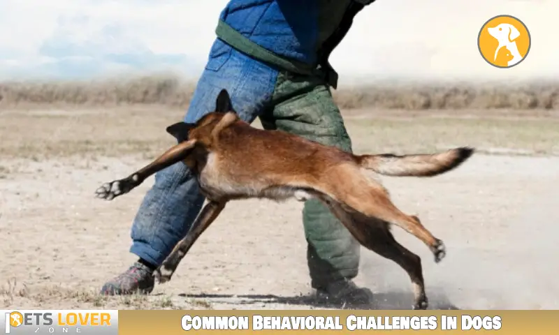 Common Behavioral Challenges In Dogs
