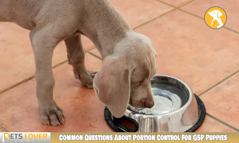 Common Questions About Portion Control For GSP Puppies