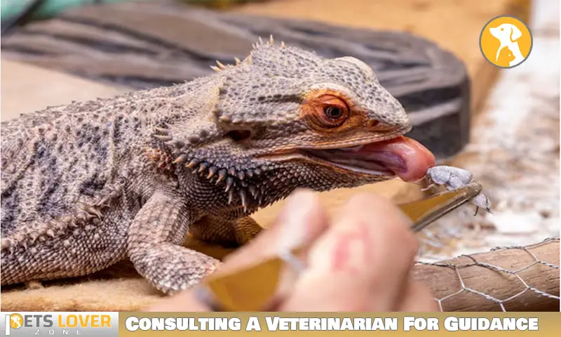 Consulting A Veterinarian For Expert Guidance
