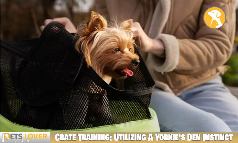 Crate Training: Utilizing A Yorkie's Den Instinct